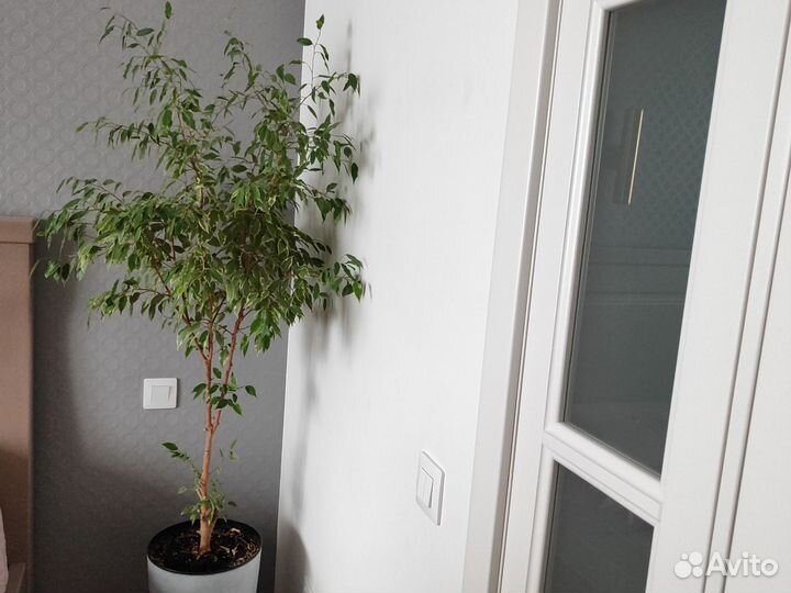 Фикус бенджамина большой
