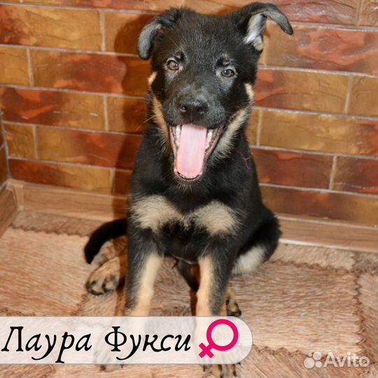 Щенки немецкой овчарки