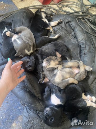 Щенки в добрые руки