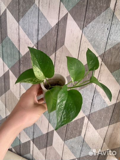 Сингониум, сциндапсус