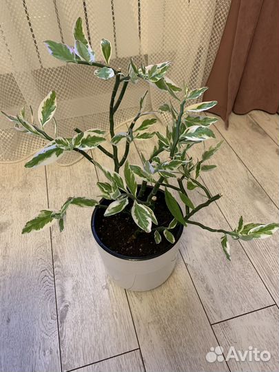 Педилантус