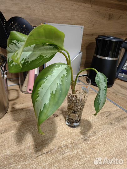 Аглаонема сильвер бей