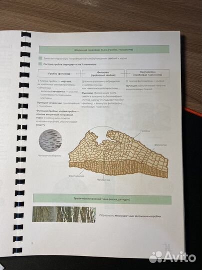 Конспект По Ботанике егэ