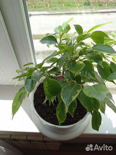 Фикус бенджамина