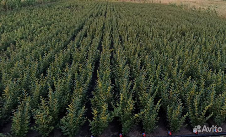 Кизильник блестящий, Роза морщинистая