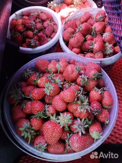 Клубника свежая домашняя