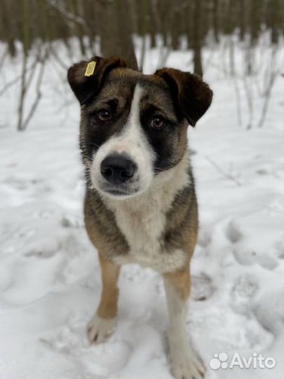 Собака девочка в добрые руки