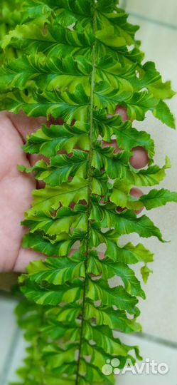 Папоротник дассада вариегатная