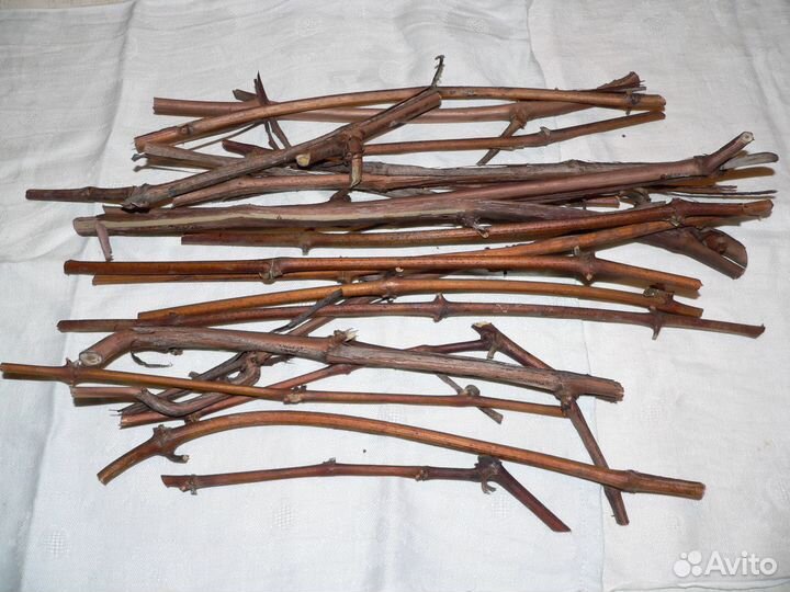 Черенки чубуки винограда Изабелла морозостойкие