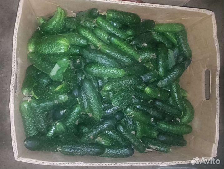 Картофель и овощи