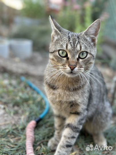 Кот в добрые руки