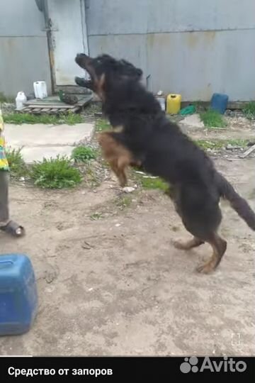 Хотошо бмв чистокровный на вязку