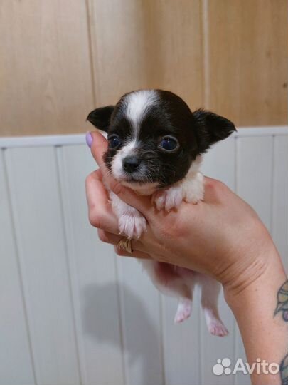 Щенки чихуахуа