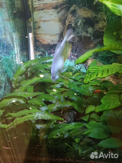Аквариумное растение