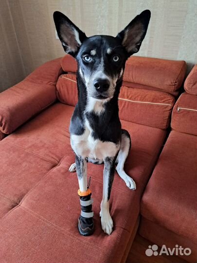 Ботинки для крупных собак