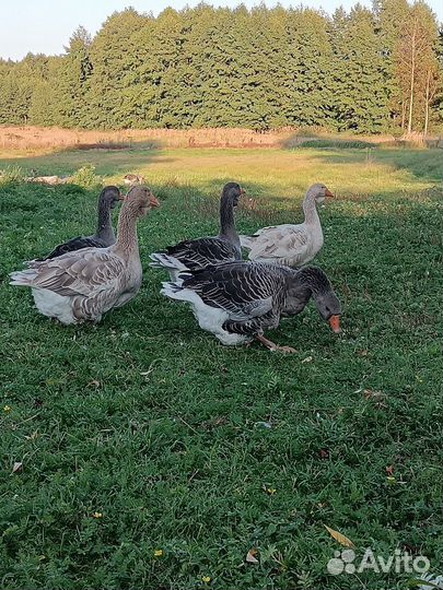 Тулузские гуси