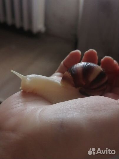 Улитки ахатины
