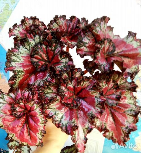 Новинки Сорта ел- км