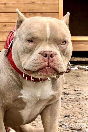 Американский булли