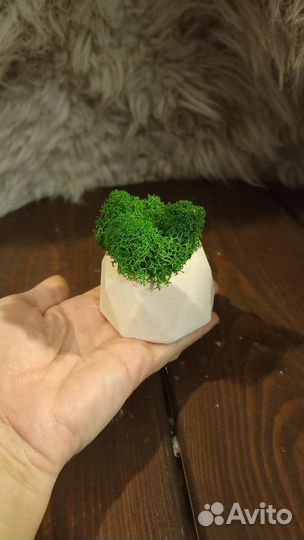 Кашпо со мхом