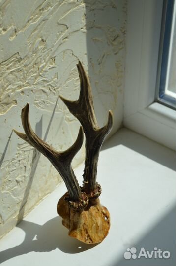 Рога косули