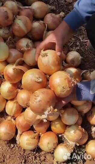 Лук репчатый оптом