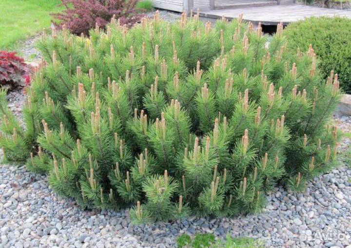 Сосна Пумило