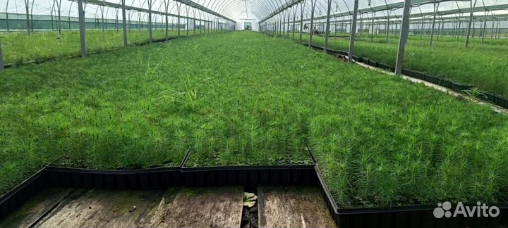 Саженцы ели зкс оптом