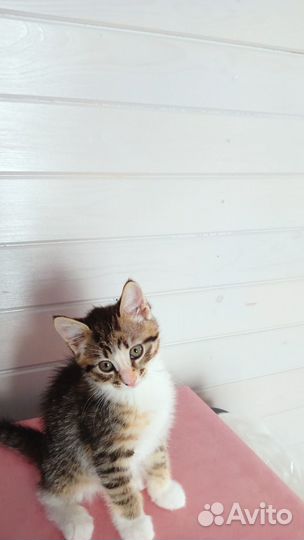 Отдам в добрые руки 3 котят
