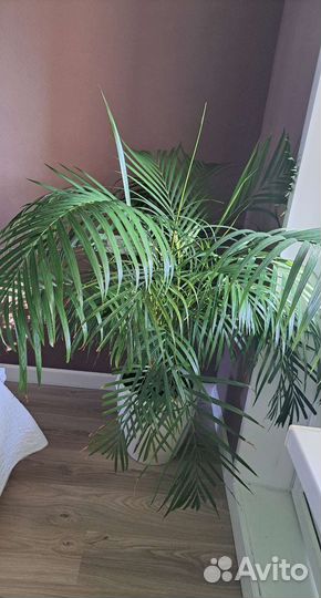 Пальма Хризолидокарпус (Арека)