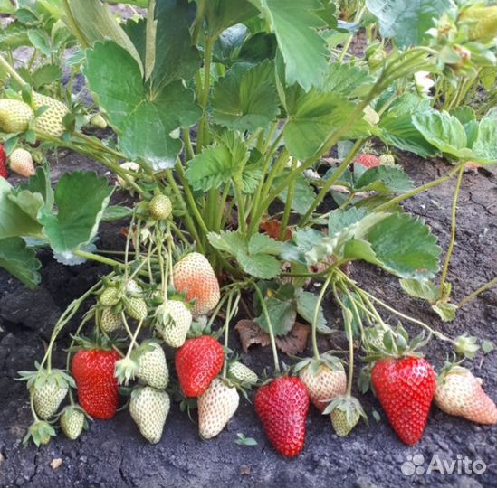 Продаем саженцы клубники Клери