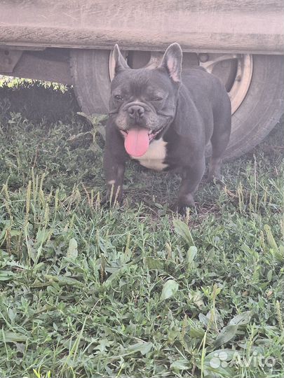 Французский бульдог