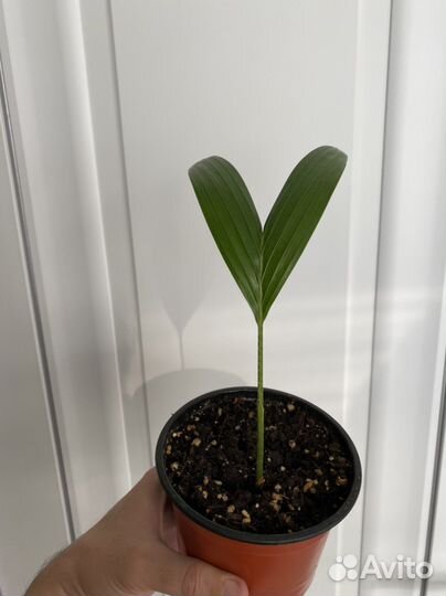 Рождественская пальма(адонидия мерилли)