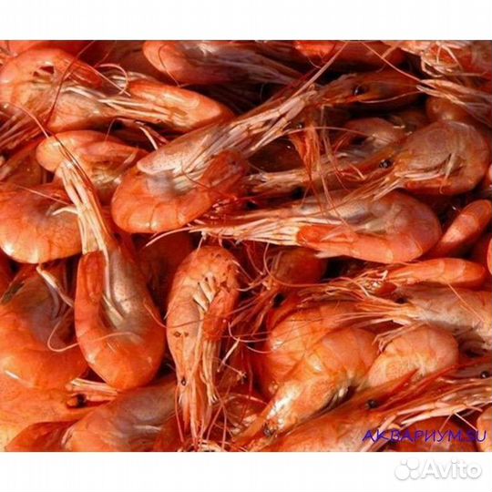Креветки черноморские
