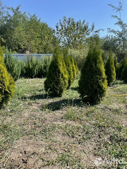 Туя смарагд можевельник Стрикта