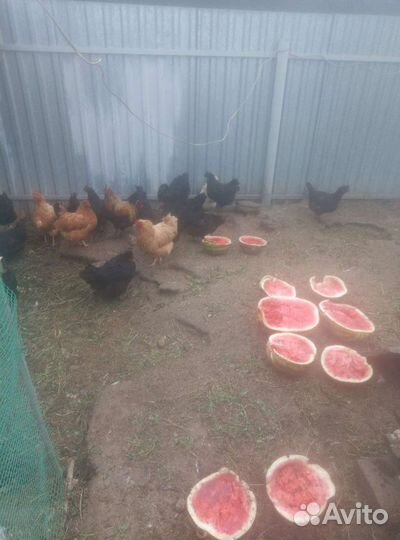 Яйцо куриное