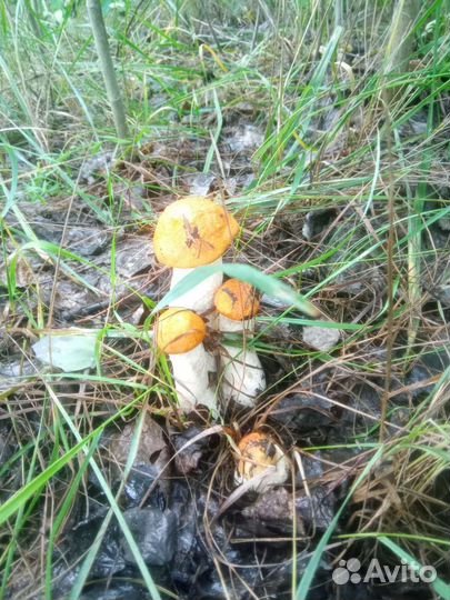 Грибы подосиновики