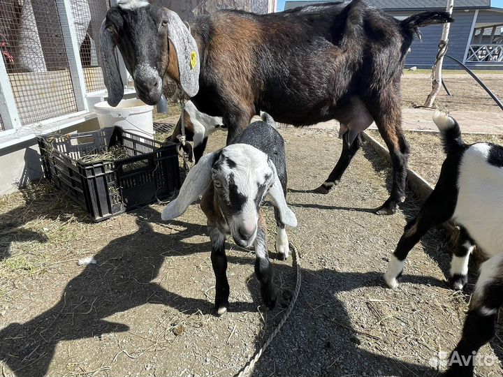 Козлики и козочки нубийской породы