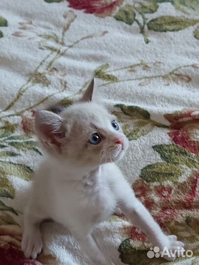 Кот в дар бесплатно