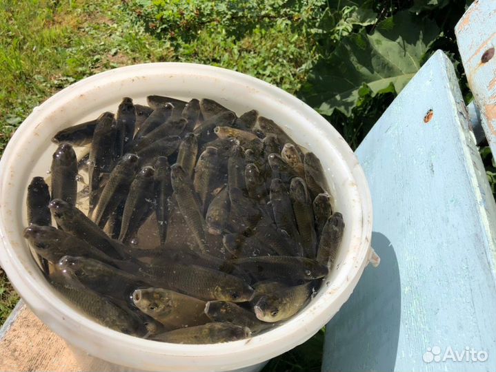 Живой карась