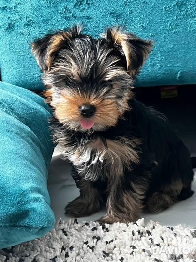 Йоркширский терьер