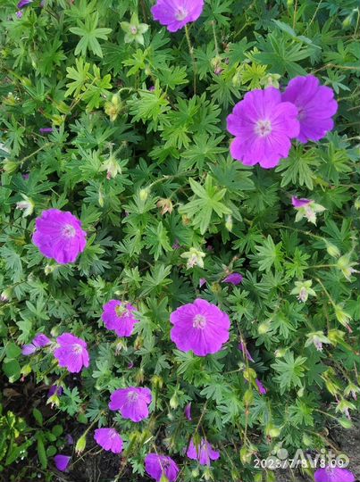 Герань садовая многолетняя