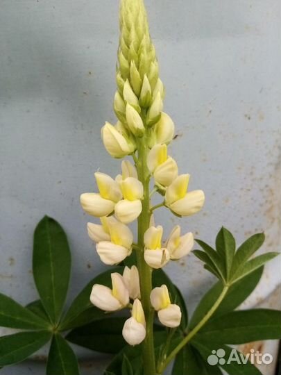 Лилии,Лапчатка травянистая