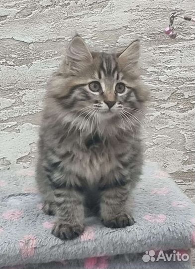 Курильский бобтейл