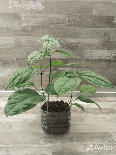 Клеродендрум томпсон (обмен)