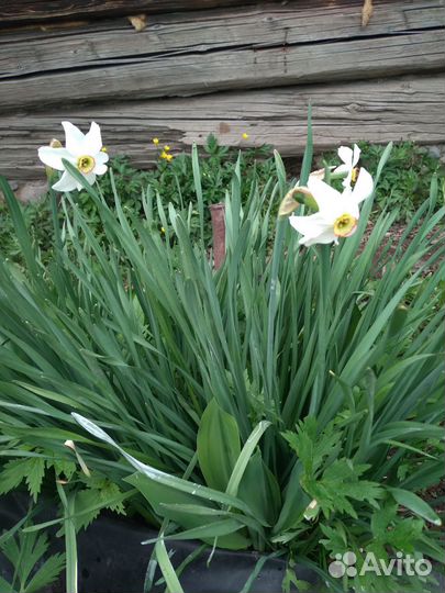 Цветы разные