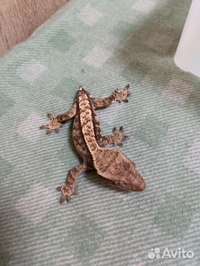 Реснитчатый бананоед