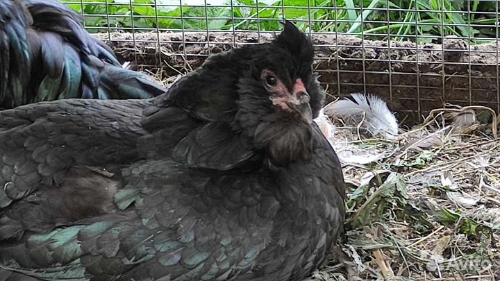 Старинная русская порода кур. Сибирская мохножка