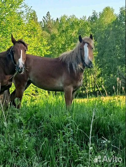 Лошади и жеребцы