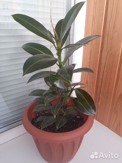 Комнатные цветы